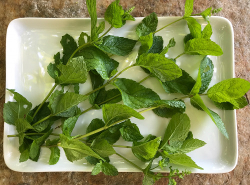 Le Jardin des Antipodes - Menthe Poivrée Fraîche Bio