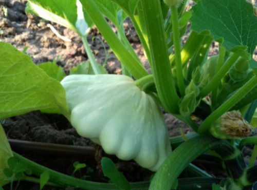 Multiproductions - Cédric Joliveau - Pâtisson blanc 1 kg