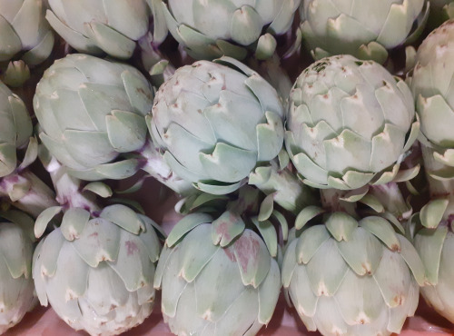 Le Châtaignier - ARTICHAUT