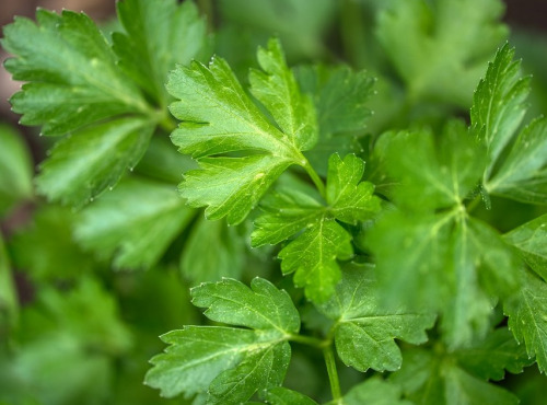 Les Jardins du Mas de Greil - Persil Plat, Bouquet Frais