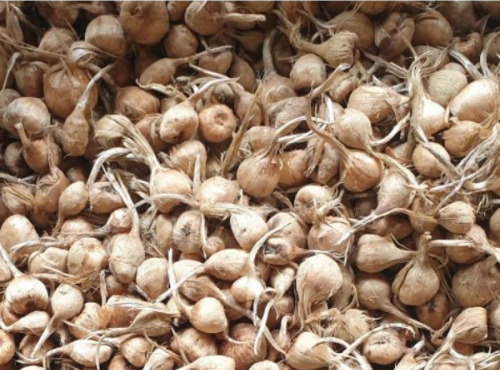 La Ferme du Montet - Bulbe de Crocus Sativus - Safran - tout calibre - sac de 10kg