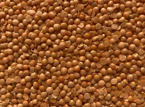 BERRY GRAINES - Lentilles corail BIO origine France - sac 5kg x1