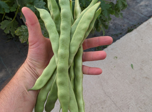 Nature et Saveurs - Ferme Aquaponique et Permacole Astérienne - Haricot Plat Gros - 3 kg