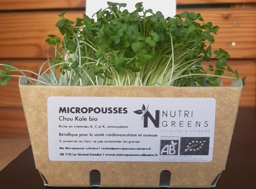 Ma Micropousse culinaire - Micro pousses de chou kale Bio 8 barquettes