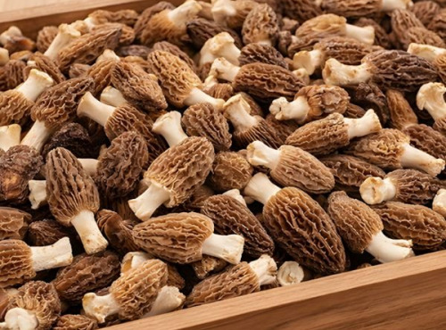 Cham B - [Précommande] Morilles fraîches cultivées en Charente 500g