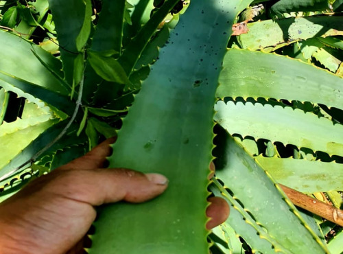 Le Jardin des Antipodes - Feuilles Fraîches De Aloe Arborescens Bio