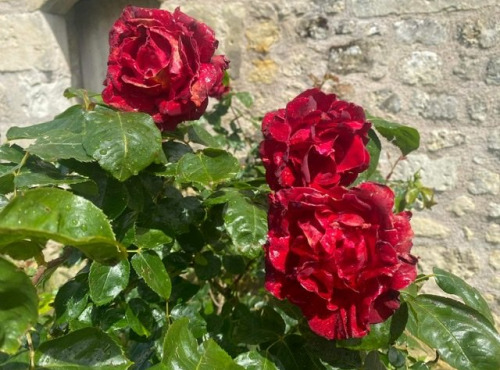 Des Poules et des Vignes à Bourgueil - Pétales de rose