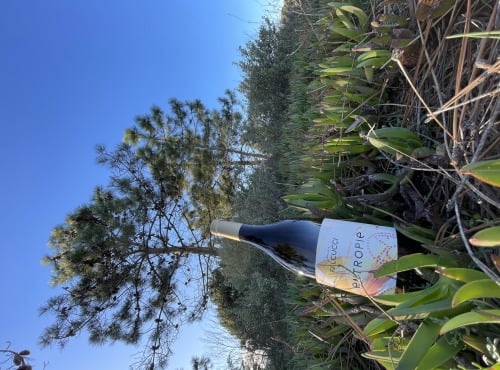 Terroirs de Corse - Vin Blanc Falcucci