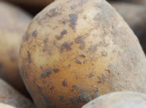 Mon Petit Producteur - Pomme De Terre Bio CHARLOTTE - Variété À Chair Ferme [2,5 kg]