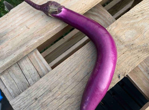 ChâteauFer - Aubergine Japonaise 500g