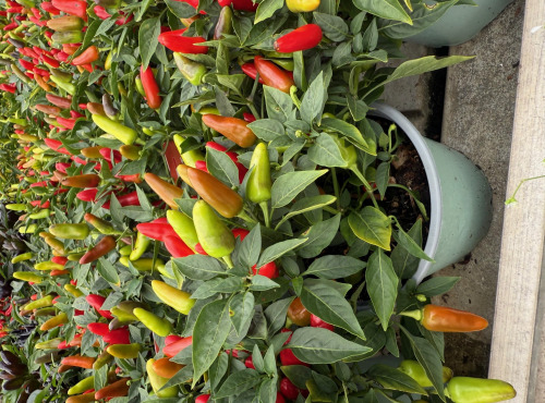 L’Oliveraie du Coudon - LOT DE 4 POTS DE PIMENTS DIVERS