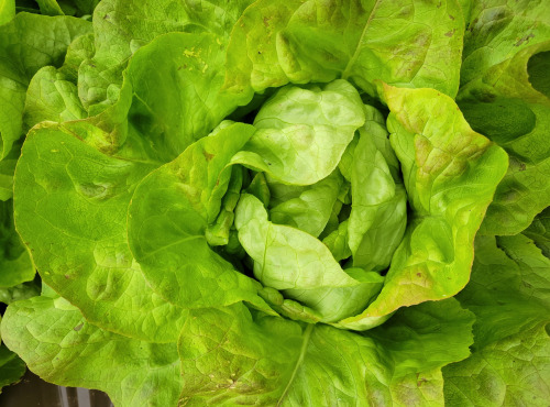 Les Jardins de Gérard - Salade Laitue pommée Bio