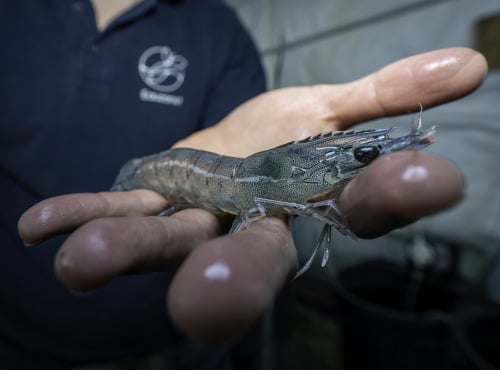 Eauzons ! - Crevettes Vannamei (tropicales, aquaponie eau salée)