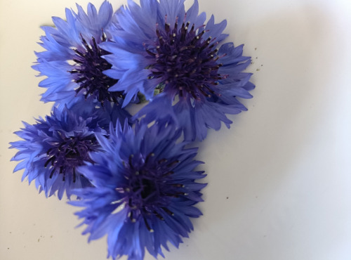 Rébecca les Jolies Fleurs - Fleurs de bleuet