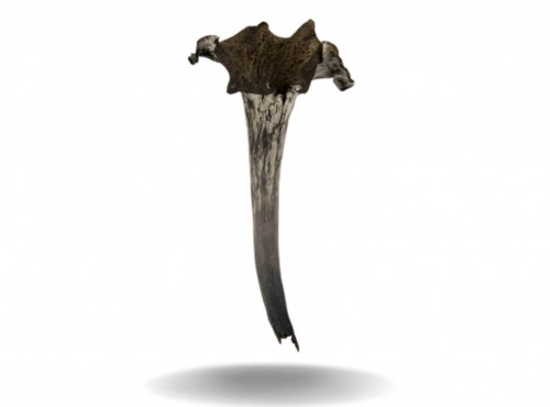 Naturélium - La  trompette de la mort sauvage 2kg