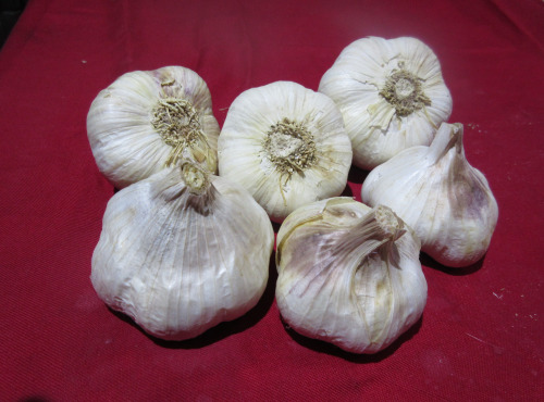 La Ferme De Jérôme - Ail Rose - Ail Blanc - Filet De 1kg