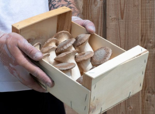 Les Myconautes - Pleurotes panicaut Bio - Cagette 1kg