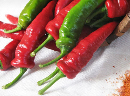 Elissalde Le Potager Basque - 10 Plants de Piment du Pays Basque ULTRA-DOUX - 100% Naturel (vrac)