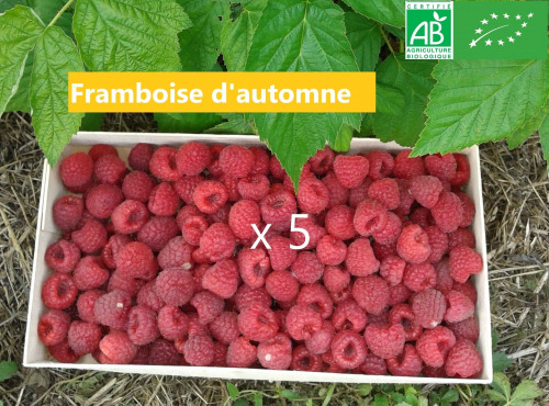 LES JARDINS DE KARINE - Framboise d'automne surgelée - 5 kg