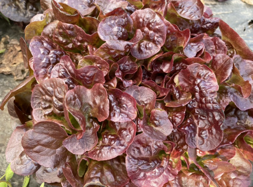 Le Potager de Sainte-Hélène - Salade feuille de chêne rouge