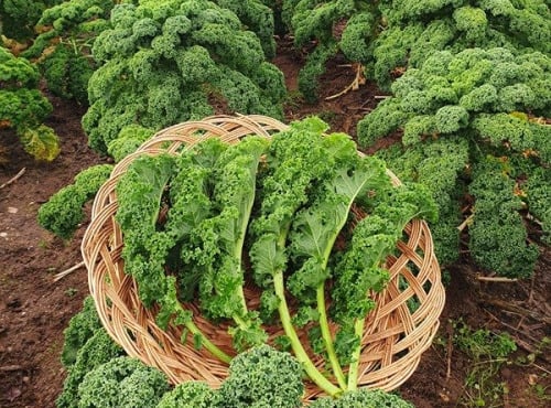 Les Champs Paradis - Chou Kale