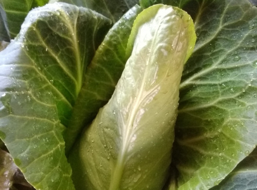 Aux Jardins des Colibris - Panier de choux Bio