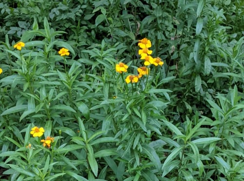 Nature et Saveurs - Ferme Aquaponique et Permacole Astérienne - Estragon du Mexique frais – Bouquet parfumé unique