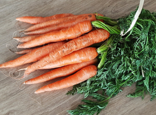 Gourmets de l'Ouest - Carottes nouvelles de Saint-Malo