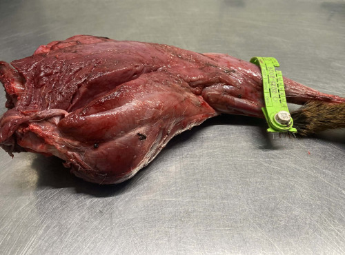 Des Poules et des Vignes à Bourgueil - Tranche de cuisse de chevreuil