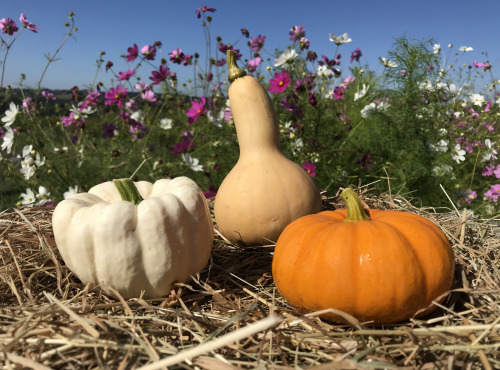 Ferme Sinsac - Trio de mini courges
