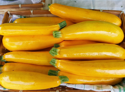 Les Jardins de Champlecy - Courgettes Jaunes