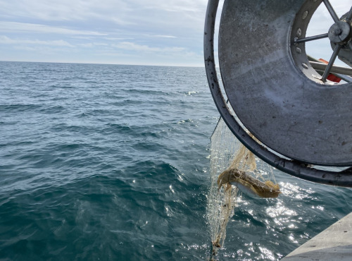 Pêcheur Toni  Micheau - Seiche De Méditerranée - Une Pièce De 500g - Vidée