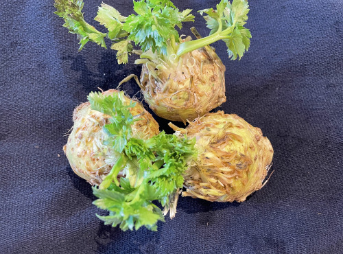 Le Potager de Sainte-Hélène - Céléri rave