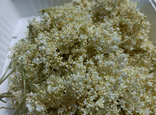 Rébecca les Jolies Fleurs - Fleurs de sureau