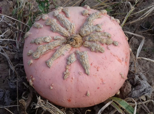 Multiproductions - Cédric Joliveau - Courge Galeuse D’eysine 1kg