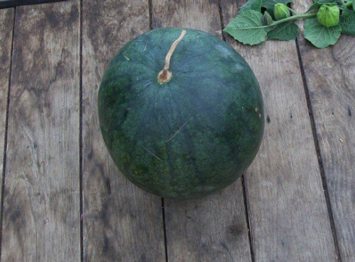 HERBA HUMANA - Pastèque 5kg