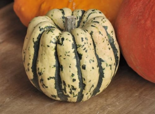 ChâteauFer - Courge - Patidou 1kg