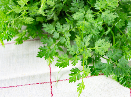 La Boite à Herbes - Cerfeuil Frais - Sachet 100g