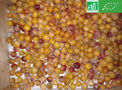 LES JARDINS DE KARINE - Mirabelle BIO pour Confitures / Moriviller / Lorraine - 1kg