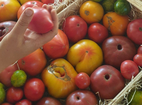 Le Cayre de Valjancelle - Bruno Cayron et Isé Crébely - Tomates anciennes en mélange - 5,5kg