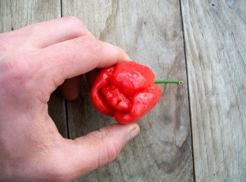 HERBA HUMANA - Piment frais trinidad Scorpion Rouge 14g