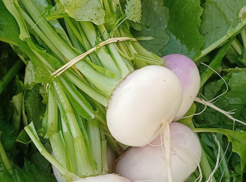 Ferme Joos - Navet botte