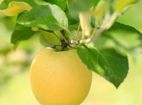 Maréchal Fraicheur - Pommes Inogo BIO - 5 kg