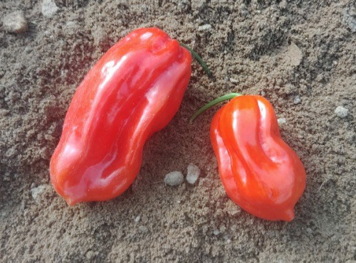 HERBA HUMANA - Habanero Rouge - 40g