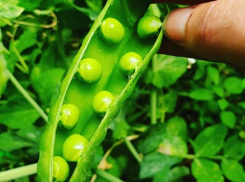 La Ferme de Milly - Anjou - Petits pois 5kg