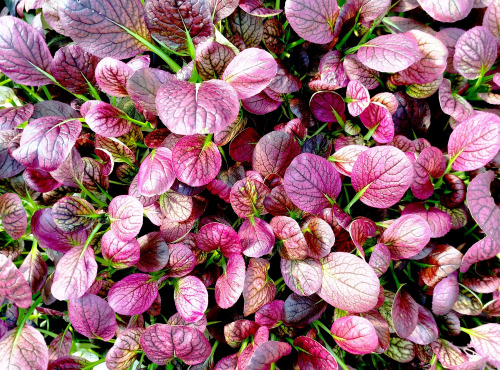 Nature et Saveurs - Ferme Aquaponique et Permacole Astérienne - Jeunes Feuilles — Tatsoï Sanguin Arax