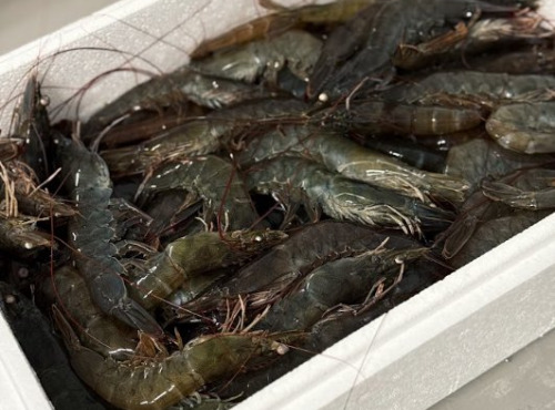 Agriloops - Gambas bretonnes fraîches 30/50 – 2 kg