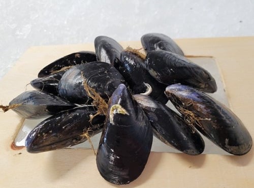 Coopérative Maritime La Graulenne - Moules Carteau Moyennes - 2kg