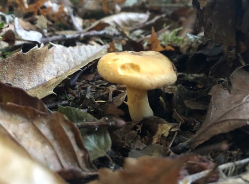 La Ferme des petits fruits - Girolles au naturel