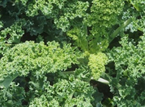 Mon Petit Producteur - Chou Vert Frisé Kale [poids Moyen 500g]